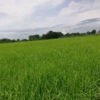 زمین شالیزار قیمت مناسب