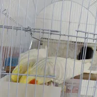 عروس هلندی با تخم