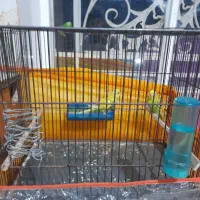 مرغ عشق باقفس