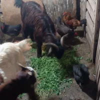 بز  فروشی|حیوانات مزرعه|بندر ماهشهر, |دیوار