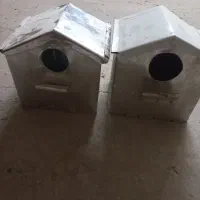 لونه فنج