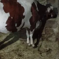 گاو‌سمینتال