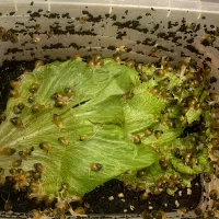 حلزون آچاتینا