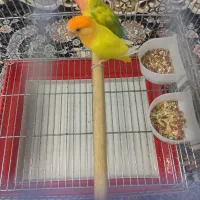 طوطی برزیلی|پرنده|تهران, نیکنام|دیوار