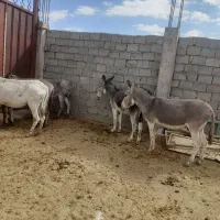 فروش الاغ نرماده و باعوشی به طور عمدوتکی