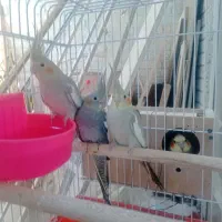 جوجه2ماهه عروس