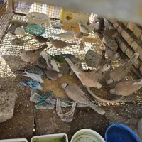 مرغ عشق و کپوت و شاتو