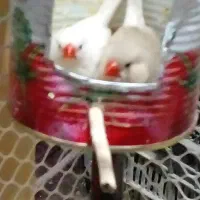 جفت فنچ .خروس . جوجه گلین