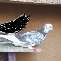 جفت کفتر پرشی