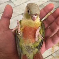 گرینچیک ۳ ماهه ۵ عدد|پرنده|تهران, سلسبیل شمالی|دیوار