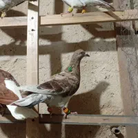 پرنده|پرنده|ضیاء آباد, |دیوار