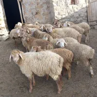 بره مغانی اصل قیمت ۲۴۵۰۰