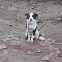 سگ پاکوتاه  روستای|سگ|گنبد کاووس, |دیوار