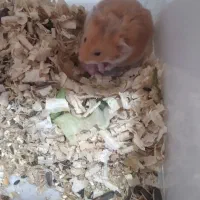 همستر|موش و خرگوش|بوشهر, |دیوار