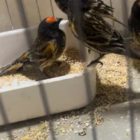 سهره ماده گلبسر