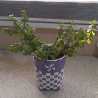 هنر دست.نظم دهنده|آب‌چکان و نظم‌دهنده ظروف|رشت, تازه آباد|دیوار