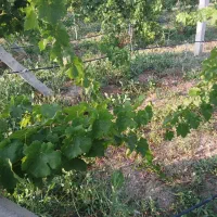 باغ-جاده-مهاباد-سنتو