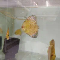 ماهی دیسکس ۲.۵ اینچ