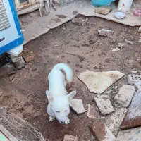 سگ باهوش|سگ|رفسنجان, |دیوار