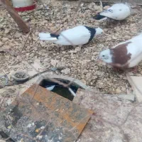 یه جفت ماکت کبوتر جوان