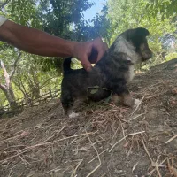 سگ پاکوتاه واگذاری