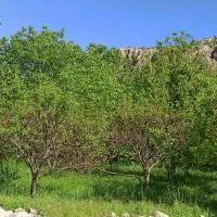 باغ فروشی|فروش دفتر صنعتی، کشاورزی، تجاری|بیستون, |دیوار