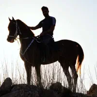 اسب