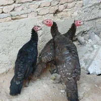 بوقلمون|حیوانات مزرعه|اردبیل, |دیوار