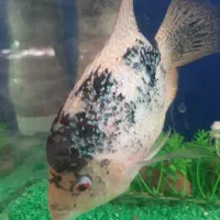 فلاور باکس ۲۰ سانت بزرگ