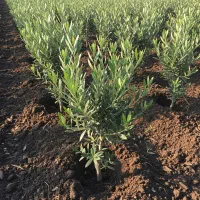 فروش نهال زیتون تضمینی ، مناسب کاشت|گل و گیاه طبیعی|خمیر, |دیوار