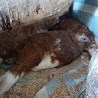 بوقلمون کرچ( به کر)|حیوانات مزرعه|سقز, |دیوار