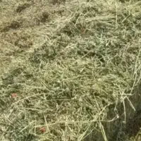 یونجه (پشه دوره)