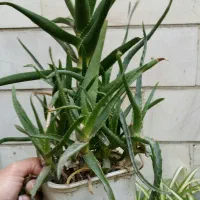 برگ عبایی، شاخ بزی، گندمی ابلق