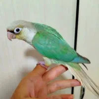 طوطی،کلکسیونی