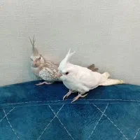 عروس هلندی ی ماده|پرنده|شوشتر, |دیوار