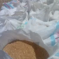 گندم کیسه شده خرده و عمده