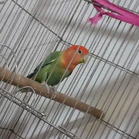 طوطی برزیلی سر هلویی