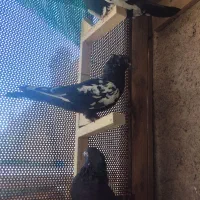 کبوتر|پرنده|مرودشت, فاز دوم شهرک فرهنگیان|دیوار