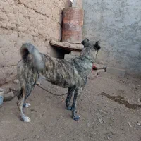 سگ ماده دهن پاک|سگ|دلیجان, |دیوار