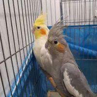 عروس،پرنده،طوطی