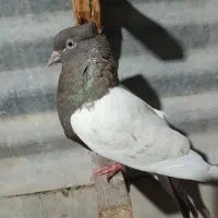 کبوتر ذات دار قدیمی