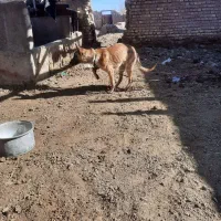 سگ مالینویز|سگ|خوسف, |دیوار