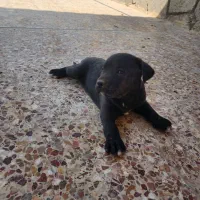 سگ پیت بول|سگ|شیراز, مجتمع شهید پرویزی|دیوار