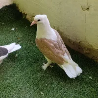 تابلو فرش کفتر|تابلو فرش|بیرجند, |دیوار