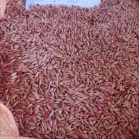 جو بذری و گندم بذری