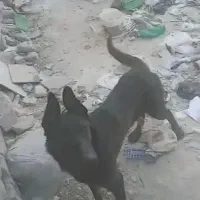 توله سگ ژرمن شپرد نر|سگ|مشهد, خلق آباد سفلی|دیوار