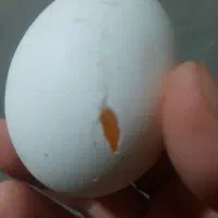 تخممرغشکستهودوزردهسالم