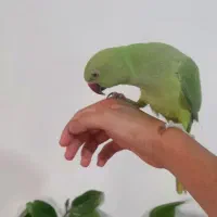 پرنده ملنگو و عروس هلندی