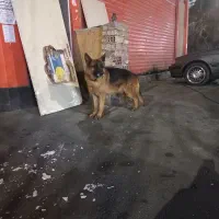 سگ ژرمن زپر