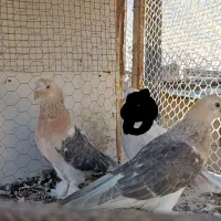 کفتر .کبوتر سوسنی ترکیه وارداتی|پرنده|شیراز, بعثت|دیوار
